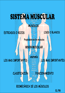 医学授课讲义模板之肌肉组织详细分析sistemamuscul